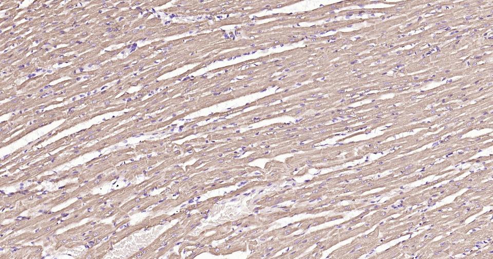 细胞色素C重组兔单抗