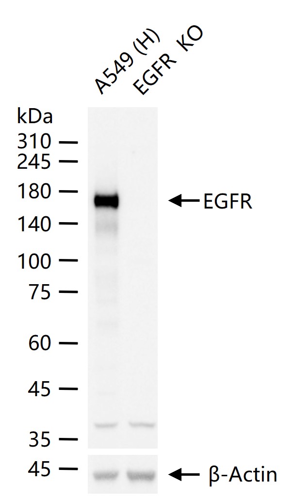 表皮生长因子受体抗体-bs-34018R