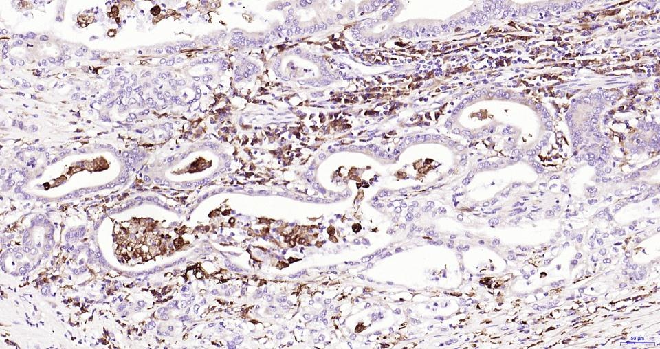 核因子2相关因子2重组兔单抗