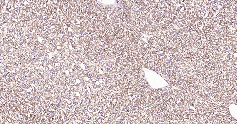 细胞色素C重组兔单抗