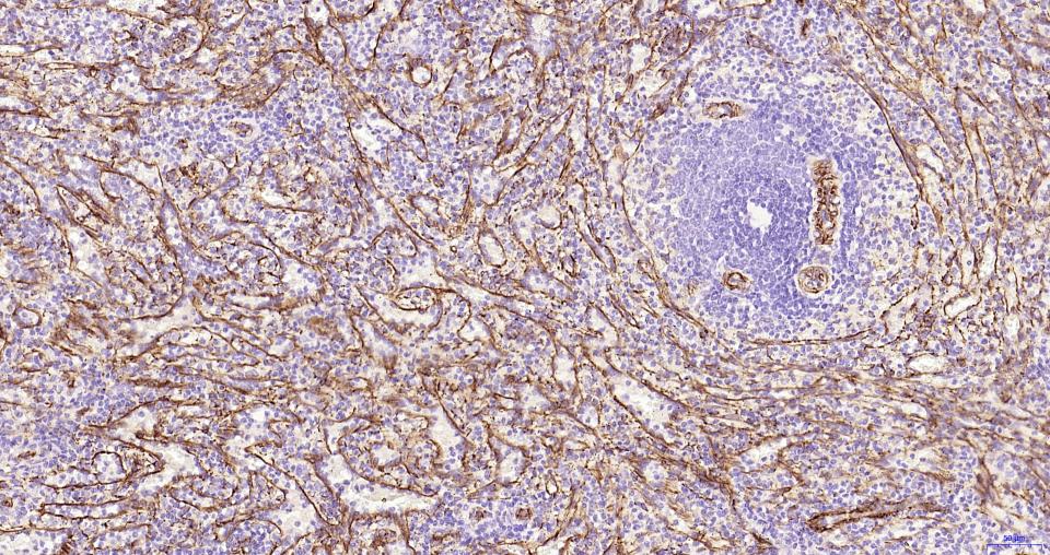 巢蛋白/神经上皮干细胞蛋白重组兔单克隆抗体