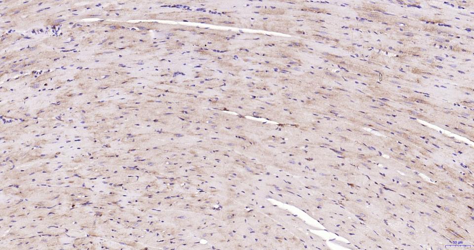 核因子2相关因子2重组兔单抗