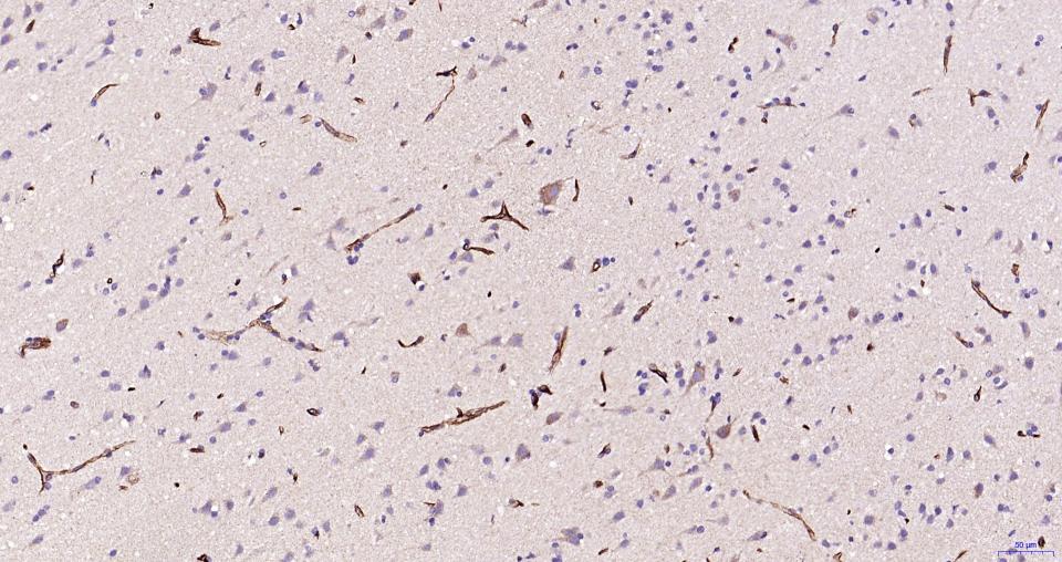 巢蛋白/神经上皮干细胞蛋白重组兔单克隆抗体