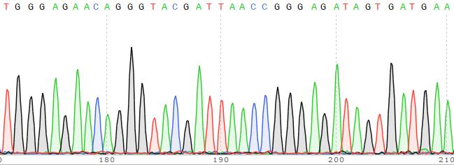 Bcl-2基因敲除Hela细胞RIPA裂解液(Pool)-K027-1-3PL