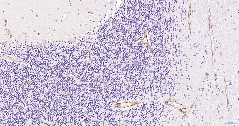 巢蛋白/神经上皮干细胞蛋白重组兔单克隆抗体
