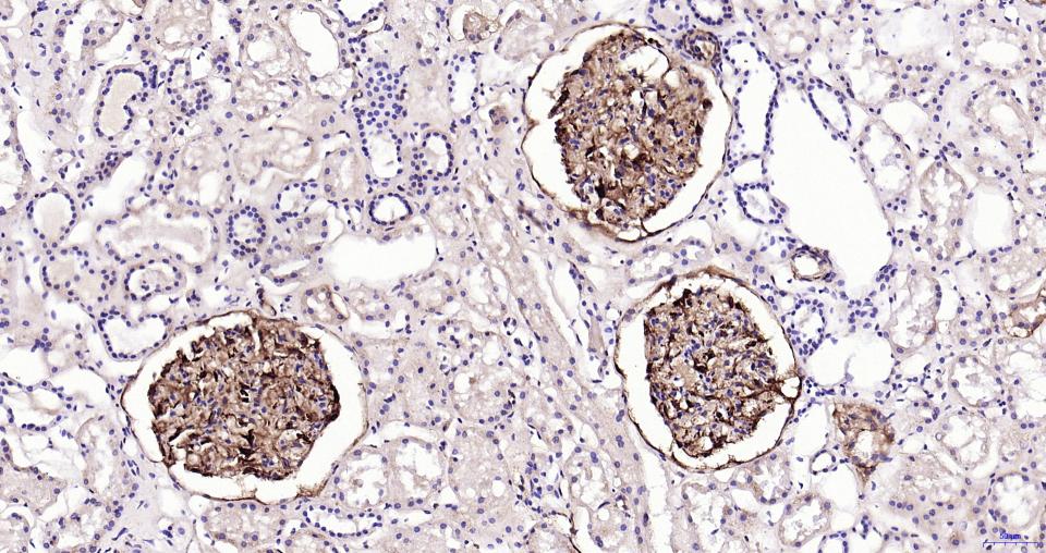 巢蛋白/神经上皮干细胞蛋白重组兔单克隆抗体