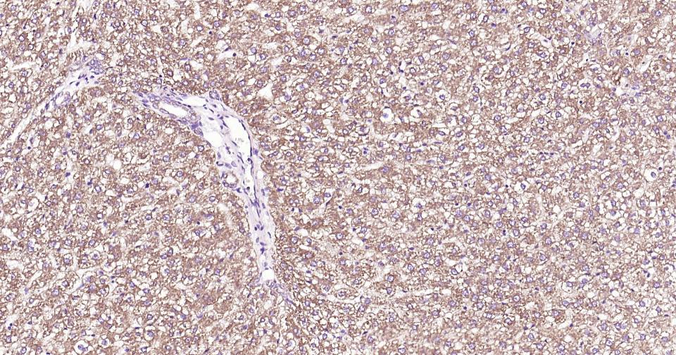 细胞色素C重组兔单抗