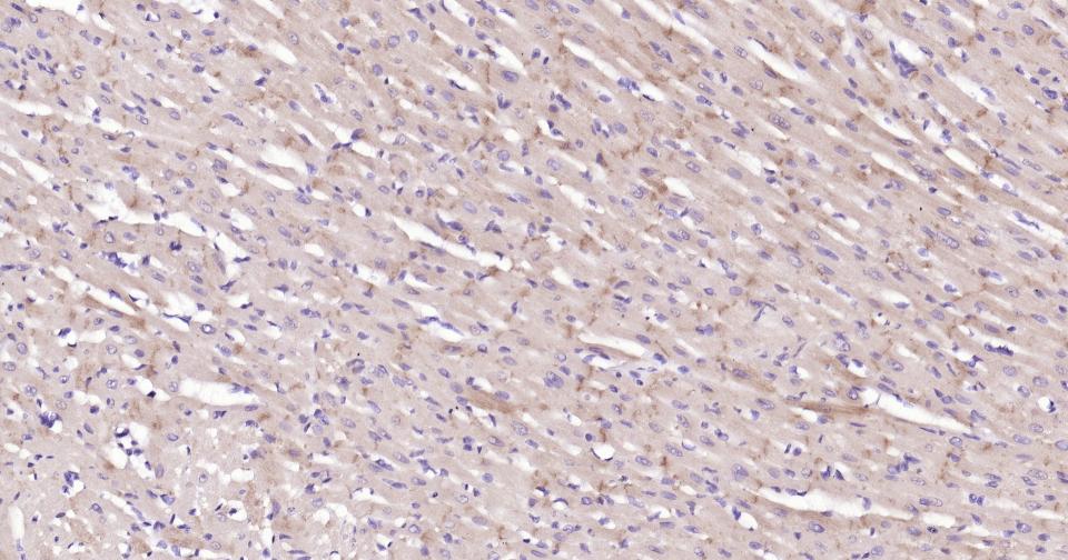 N-钙粘附分子重组兔单抗