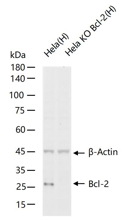 Bcl-2基因敲除Hela细胞RIPA裂解液(Pool)-K027-1-3PL