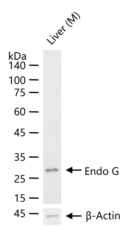 Endo G Recombinant Rabbit mAb (一抗) - WB | Bioss