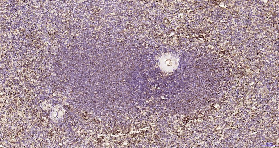 S19核糖体蛋白重组兔单抗