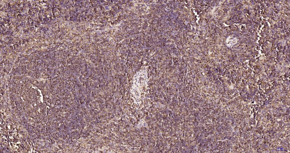 S19核糖体蛋白重组兔单抗