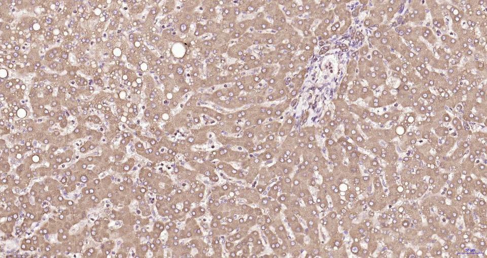 S19核糖体蛋白重组兔单抗
