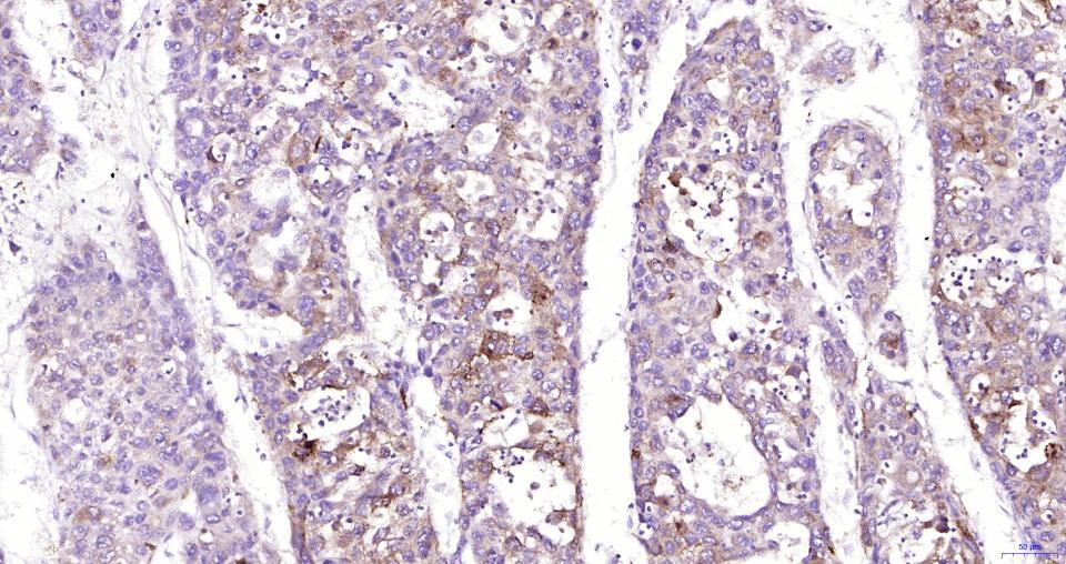 核因子2相关因子2抗体-bs-1074R