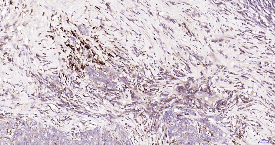 核因子2相关因子2抗体-bs-1074R