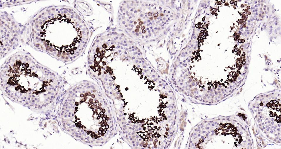 核因子2相关因子2抗体-bs-1074R