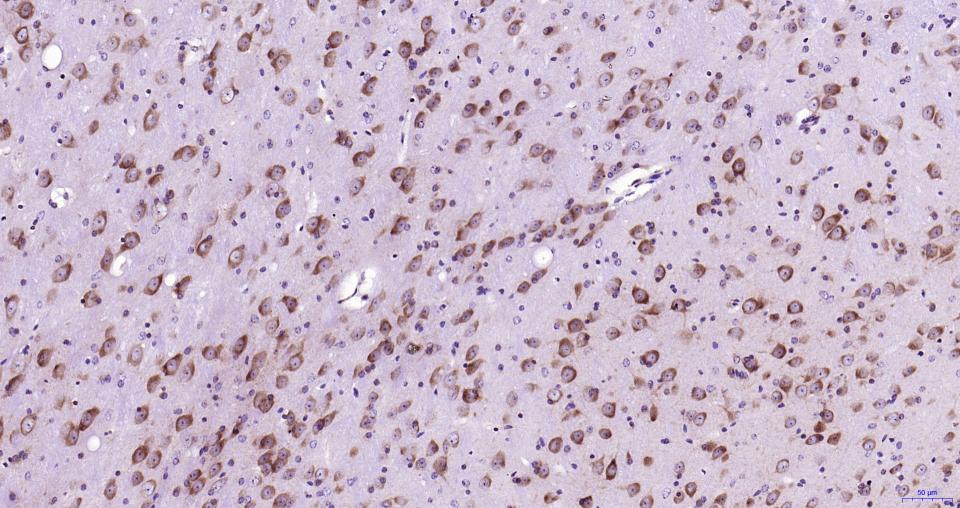 核因子2相关因子2抗体-bs-1074R