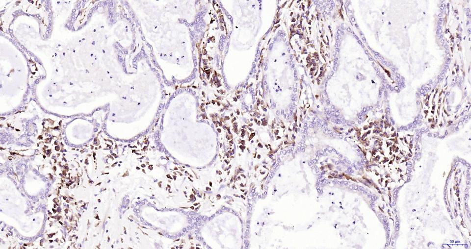 核因子2相关因子2抗体-bs-1074R