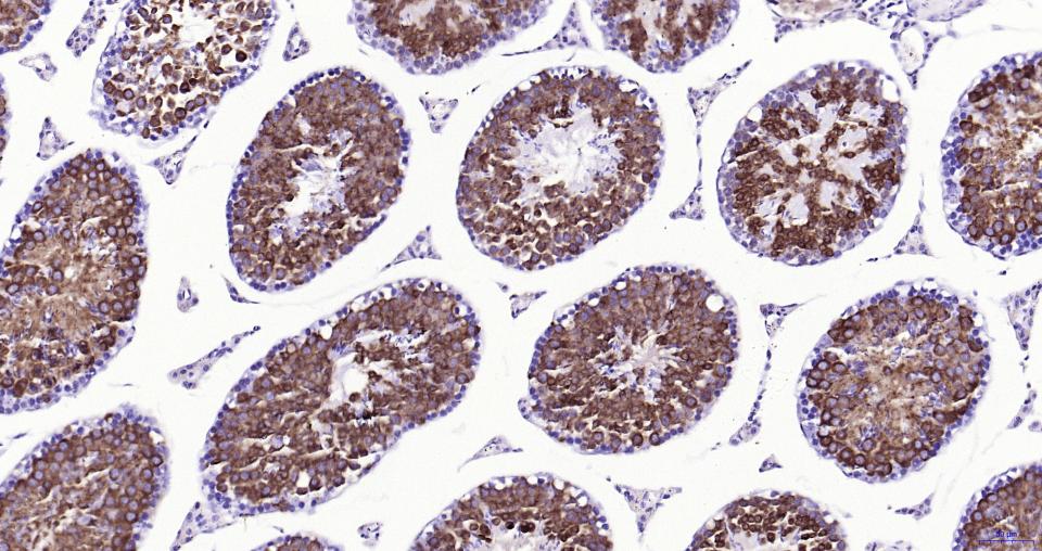 核因子2相关因子2抗体-bs-1074R