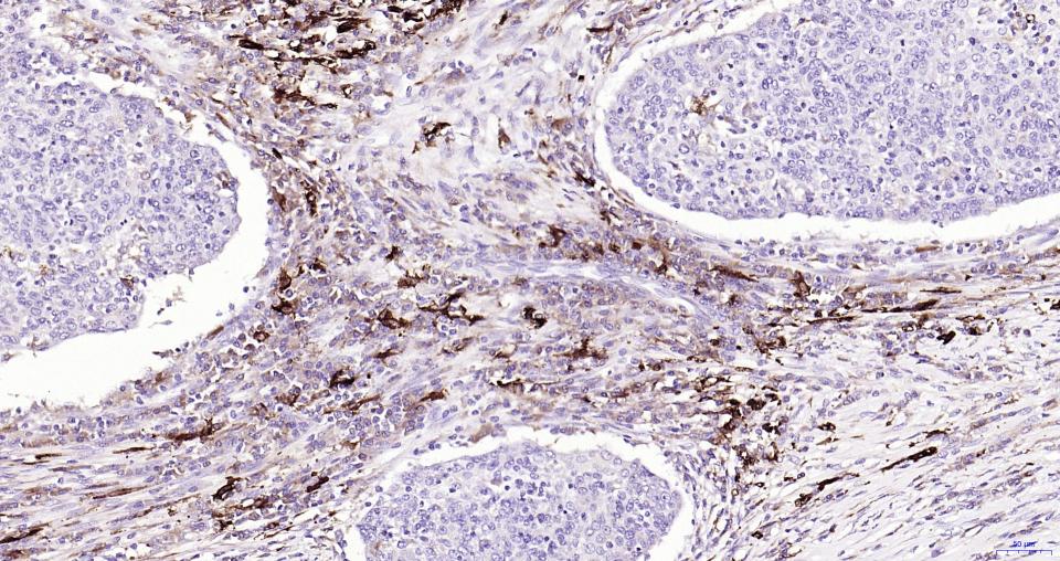 核因子2相关因子2抗体-bs-1074R