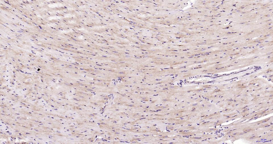 核因子2相关因子2抗体-bs-1074R