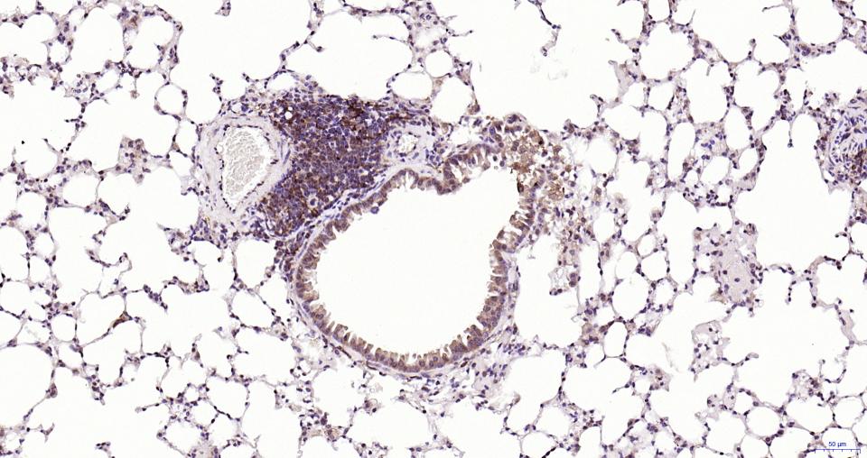核因子2相关因子2抗体-bs-1074R