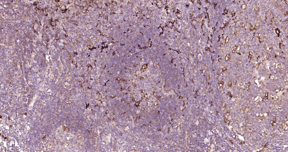 核因子2相关因子2抗体-bs-1074R