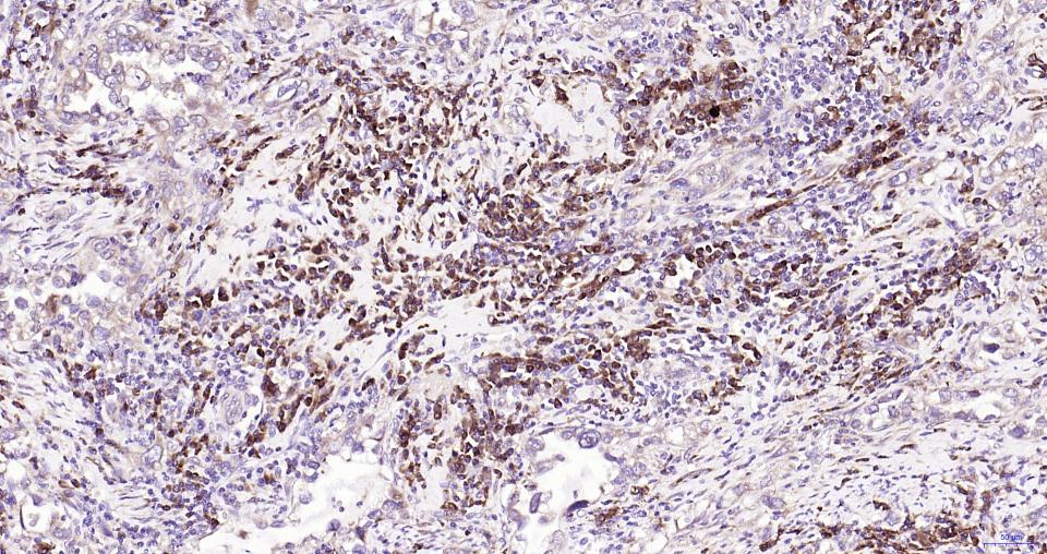 核因子2相关因子2抗体-bs-1074R