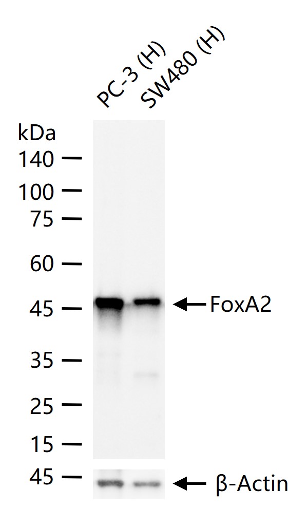 FOXA2 Mouse mAb (一抗) | Bioss