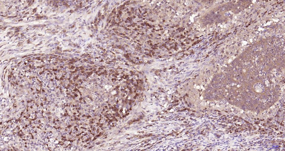 活化半胱胺酸蛋白酶蛋白-3重组兔单抗