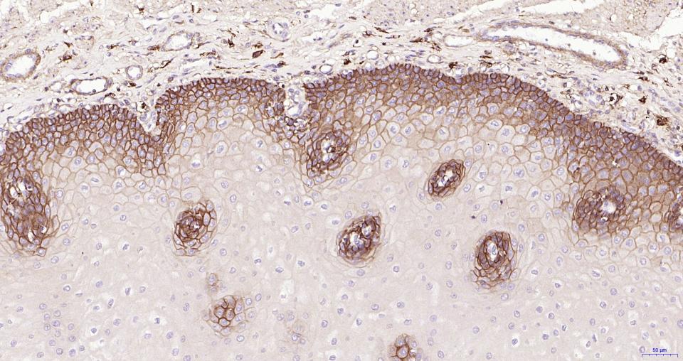CD44 Mouse mAb (一抗) - IHC-P,IHC-F,IF,Flow-Cyt,ICC/IF | Bioss