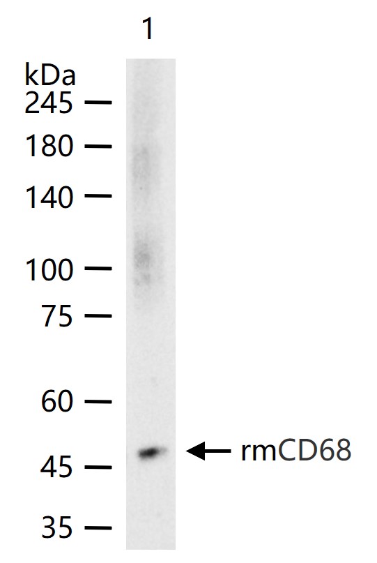 CD68 Mouse mAb (一抗) - WB | Bioss