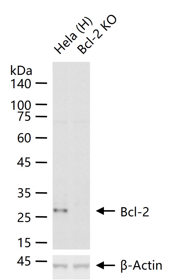 Bcl-2重组兔单抗