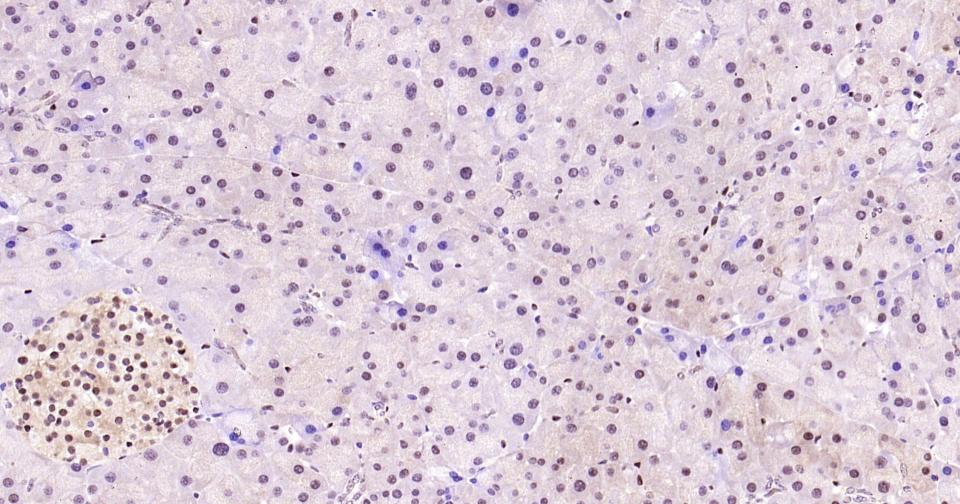 3-磷酸甘油醛脱氢酶(内参)重组兔单抗