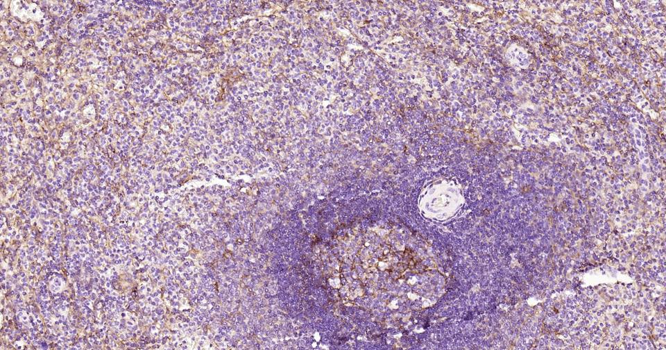 细胞间粘附分子-1(CD54)重组兔单抗
