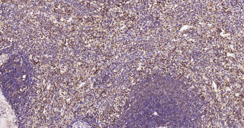 巨噬细胞甘露糖受体 (CD206) 重组兔单抗