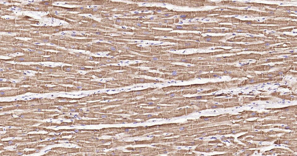 热休克蛋白-60/groEL重组兔单抗