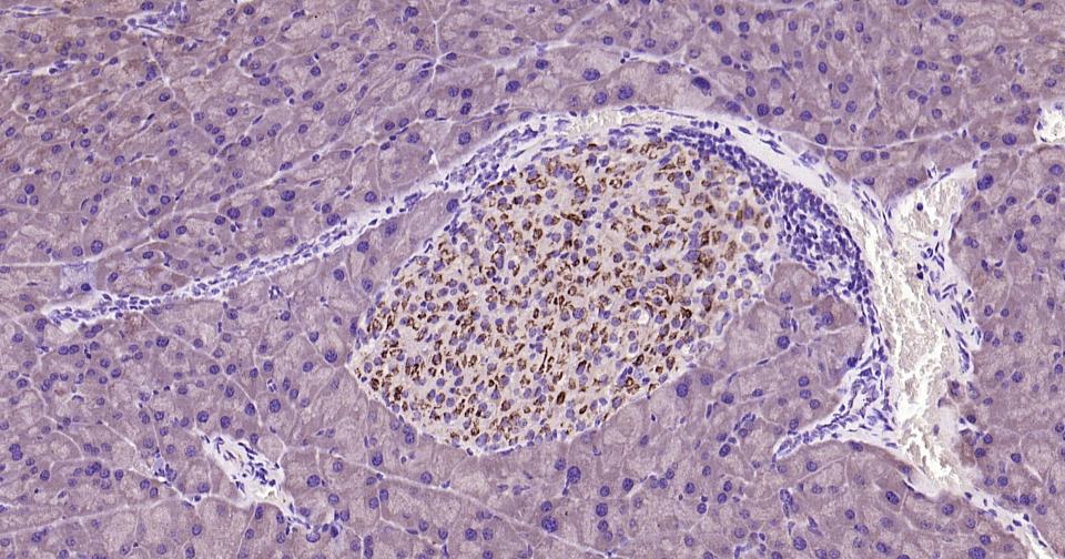 Caspase-9重组兔单抗