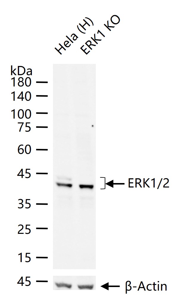 ERK1/2 Mouse mAb (一抗) - WB,IHC-P,IHC-F,IF,Flow-Cyt | Bioss