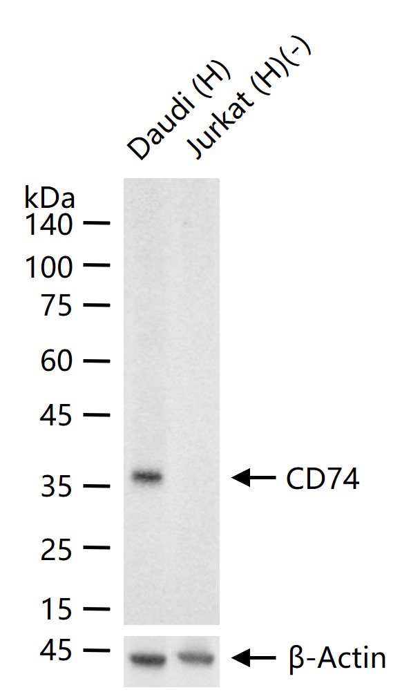 CD74重组兔单克隆抗体