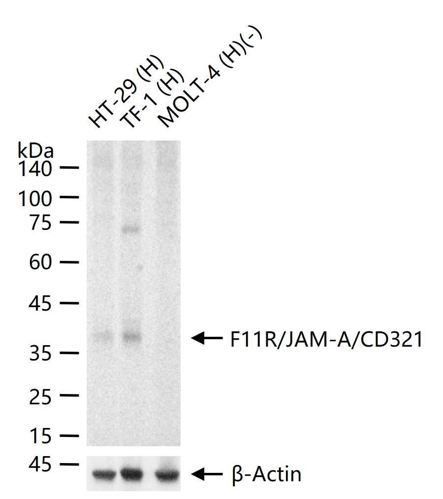 连接粘附分子1重组兔单抗