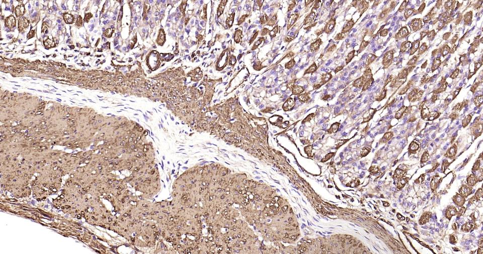 α-SMA重组兔单抗