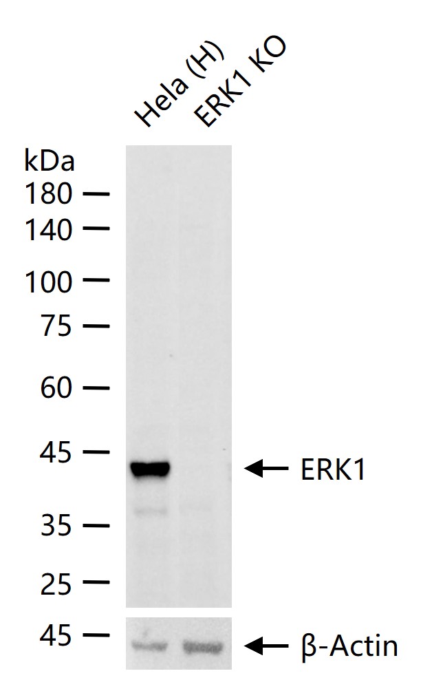 丝裂原活化蛋白激酶1重组兔单抗