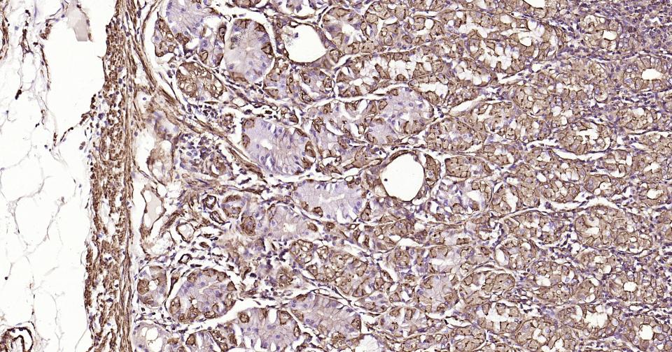 α-SMA重组兔单抗