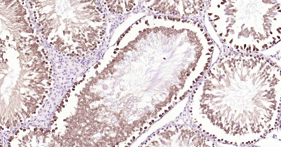 线粒体促凋亡蛋白重组兔单抗