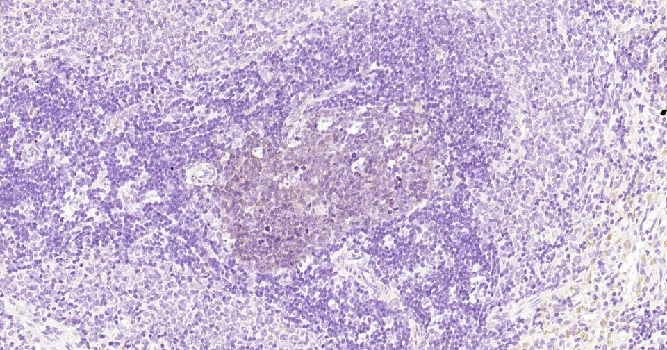 线粒体促凋亡蛋白重组兔单抗