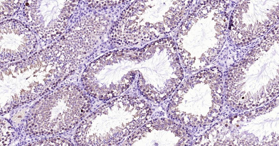 线粒体促凋亡蛋白重组兔单抗