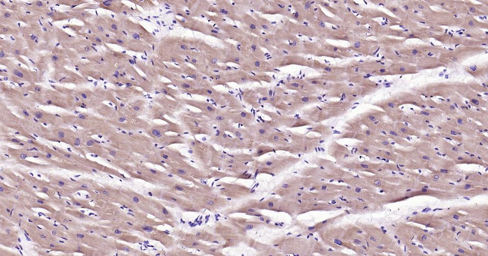 线粒体促凋亡蛋白重组兔单抗