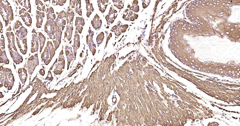 α-SMA重组兔单抗