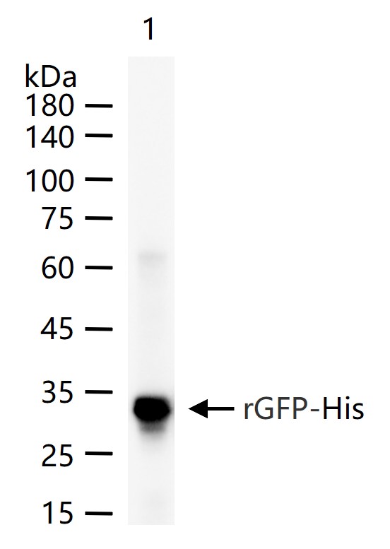 绿色荧光蛋白重组兔单抗